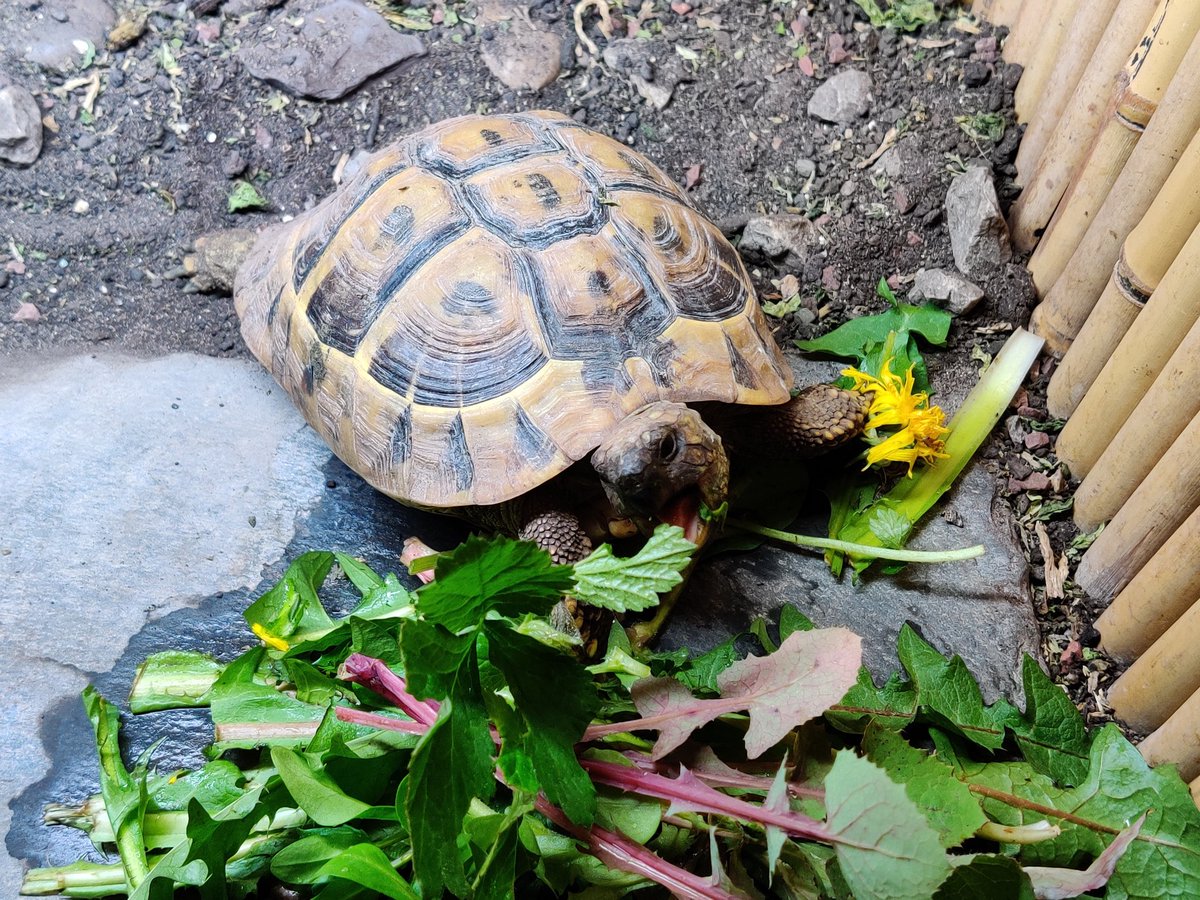 BaybeeBat's tweet photo. Taco cromch
#TacoTortoise #TacoNom #LunchTime #tortoise #hermannstortoise #hermanniboettgeri #easternhermannstortoise #easternhermanns #tortstagram #instatort #tortoisesofinstagram #tortsofinstagram #KampKenanArmy https://t.co/MeYpvtdlKo https://t.co/be1dMjNnU8