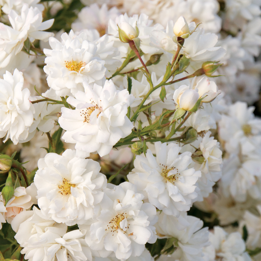 Jackson &amp; Perkins Tree Roses are available in 24-inch and 36-inch sizes. They are matured in trial gardens in California for two years before they reach home gardeners. 📸: Rose Wedding Dress-37302. #jacksonandperkins #treeroses #patioroses