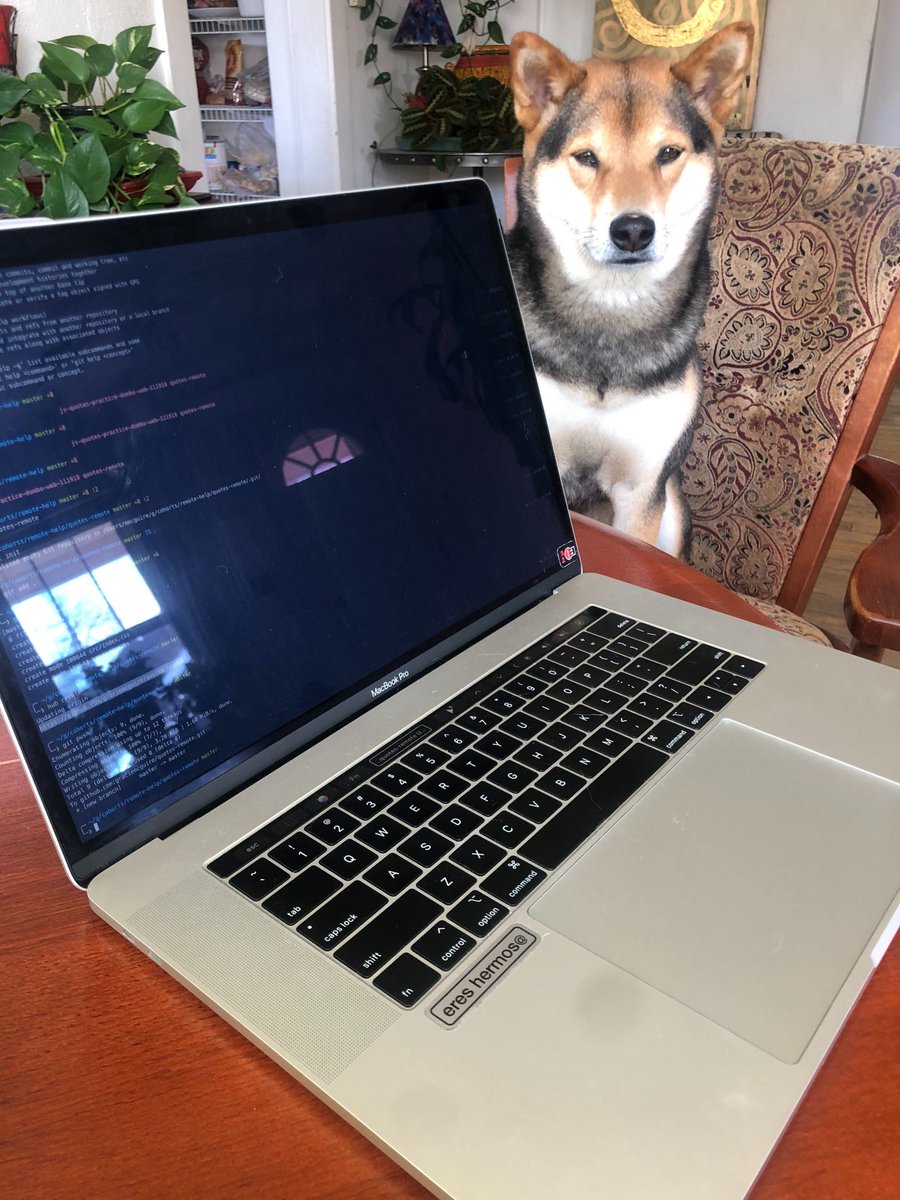 FlatironSchool's tweet photo. 🐶 Spinach = coworker of the day, everyday. 📸: Gracie M. #changethings #dogswhocode https://t.co/8Zt6Rg2vAh