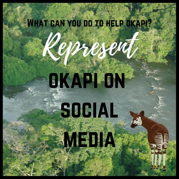 okapiproject's tweet photo. What can you do to help okapi? Represent them  on social media! Share Okapi Conservation Project posts or make some posts of your own (be sure to tag and hashtag us in them)! Social media is a powerful tool to help us spread awareness.

#helpokapi https://t.co/QmreMwMPLu
