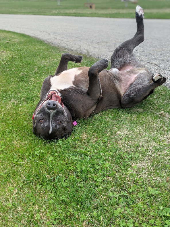 BellwetherHarb's tweet image. While the shelter is closed we are taking advantage of this BEAUTIFUL weather. Sun high, blue skies, and green grass. The dogs are loving it (and so are the people) #animalrescue #adoptme