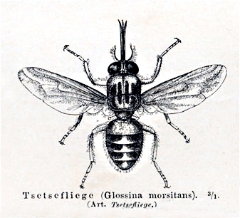 The collapse of cattle populations brought further ecological catastrophe. The ensuing bush regrowth provided an ideal habitat for tsetse flies. Millions more humans + animals died from the sleeping sickness the flies carry. Much of Africa’s most fertile land was abandoned (10/n)