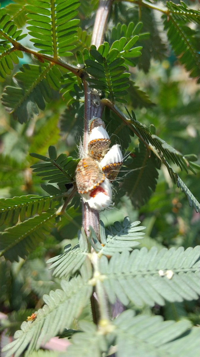 兼平棚子 本日はミモザとモクビャッコウの剪定 この時期にバッサリいっておかないとそれぞれワタフキカイガラムシ グンバイムシ増える この時期に切って梅雨に風通しよくすごし 台風の風を受けにくくする 写真は剪定した枝に既についていたワタフキ