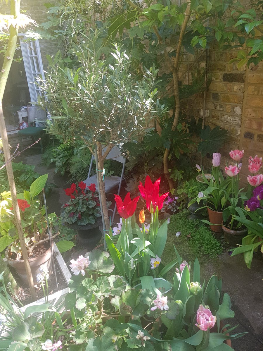 Blessed to have a tiny but gorgeous garden...blossom city. Today sunshine, bird song, some bees. Prawn curry on special what could I do? Looking forward to my exercise session later.