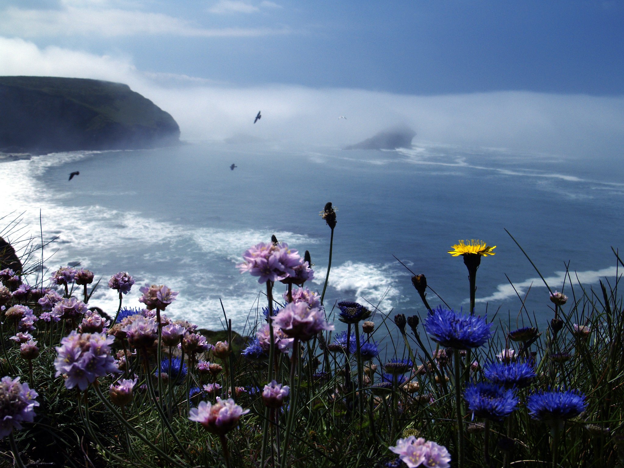 Paul Silvers on Twitter "Cornish Sea mist over seagull rock, Portreath