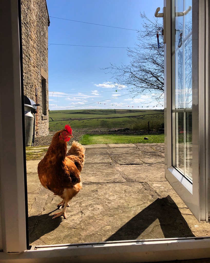 Let me in 🐥  #Northumberland #farm #farmstay