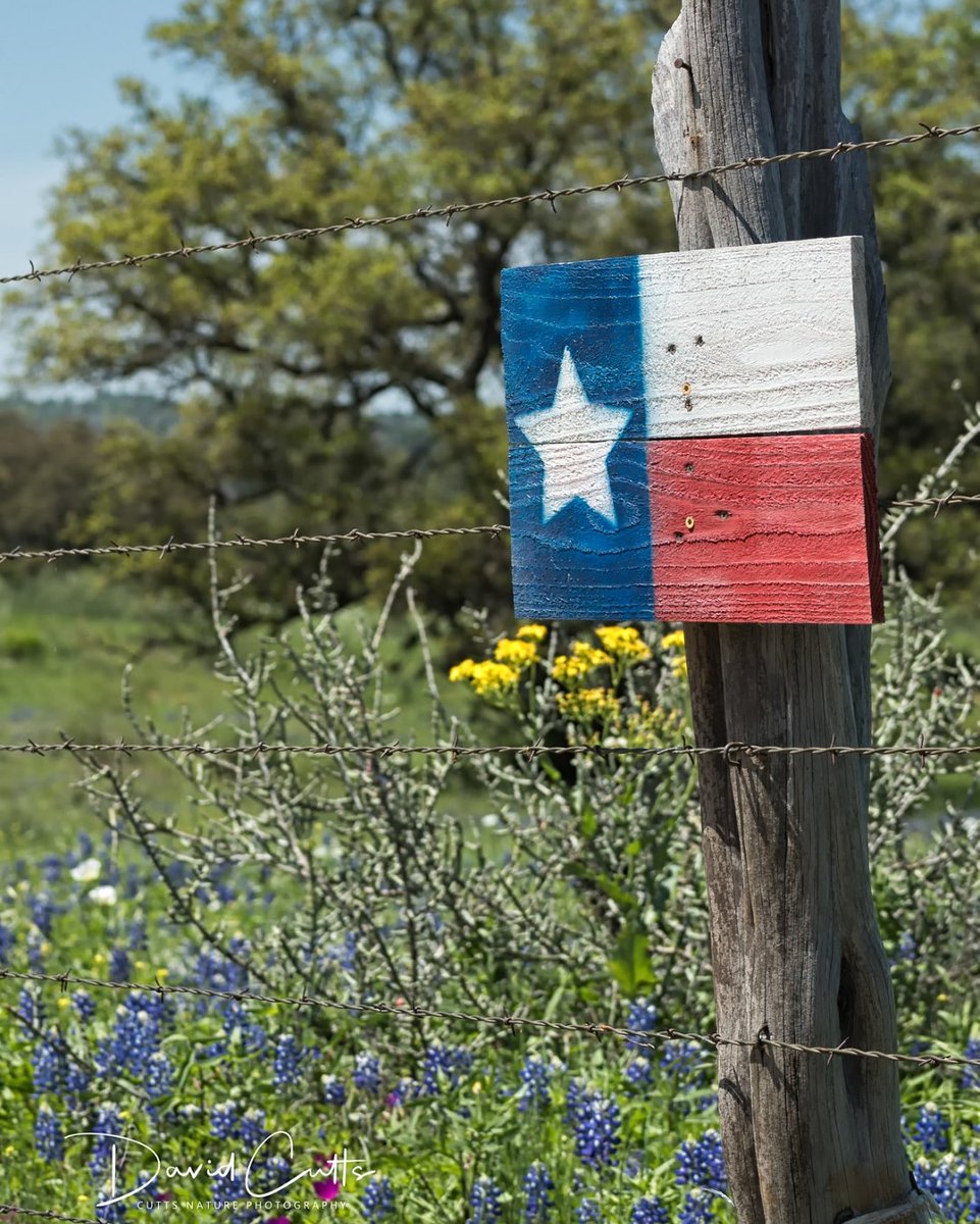 CuttsNaturePics's tweet photo. #willowcityloop #willowcitytexas #willowcity #texashillcountry #texaswildflowers #flowers #texas #wildfowers #landscapephotography #naturephotography #texasphotographer #lonestarstate #naturaltexas #lonestarstate #inspiretexasnow #natureseekers #texaslife https://t.co/Wy6RpoWh3O