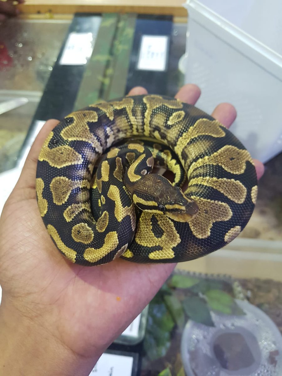Reggae97826664's tweet photo. @Cellucity #LOCKDOWN.   Ball Python. Makes great pets. Patient and loves to be carried https://t.co/eFn8qpcII6