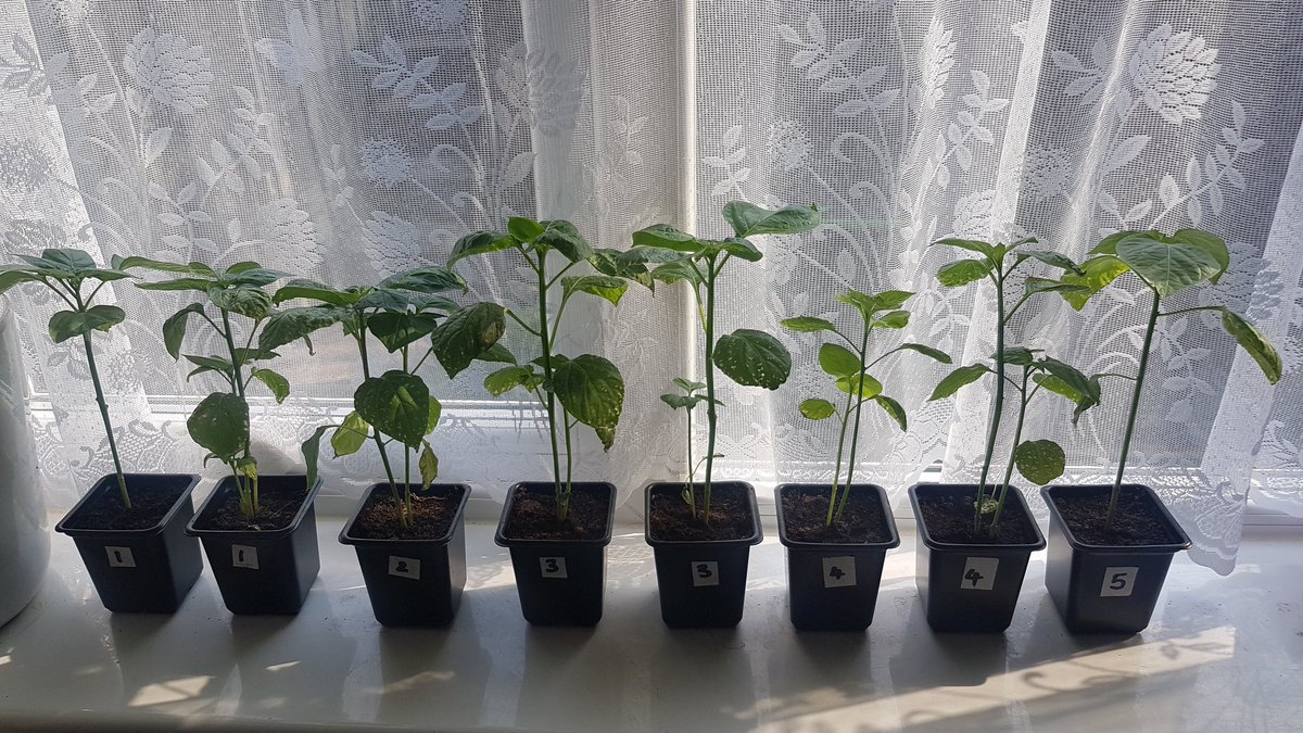 chilligrowing's tweet photo. Still growing ๐ฑ๐ฟ๐ธ๐ถ๏ธ๐ฅ
#gyo #growyourown #chilli #chili #chile #growing #grow #peppers #hotpeppers #lovegrowing #lovechilli https://t.co/cKTamxosOq