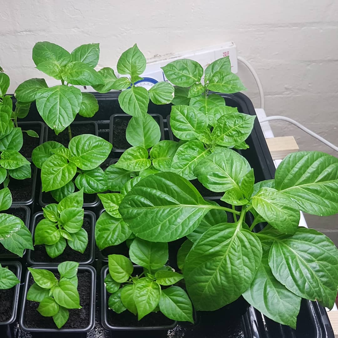 chilligrowing's tweet photo. Still growing ๐ฑ๐ฟ๐ธ๐ถ๏ธ๐ฅ
#gyo #growyourown #chilli #chili #chile #growing #grow #peppers #hotpeppers #lovegrowing #lovechilli https://t.co/cKTamxosOq