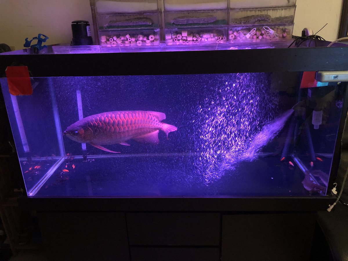 換龍魚鮮艷燈 就是不一樣
真的有差好多👍

連白帶魚也能變紅龍🤣🤣