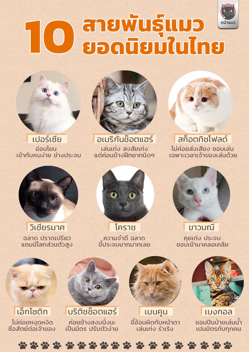 หน้าแมว on X: หน้าแมว On X: