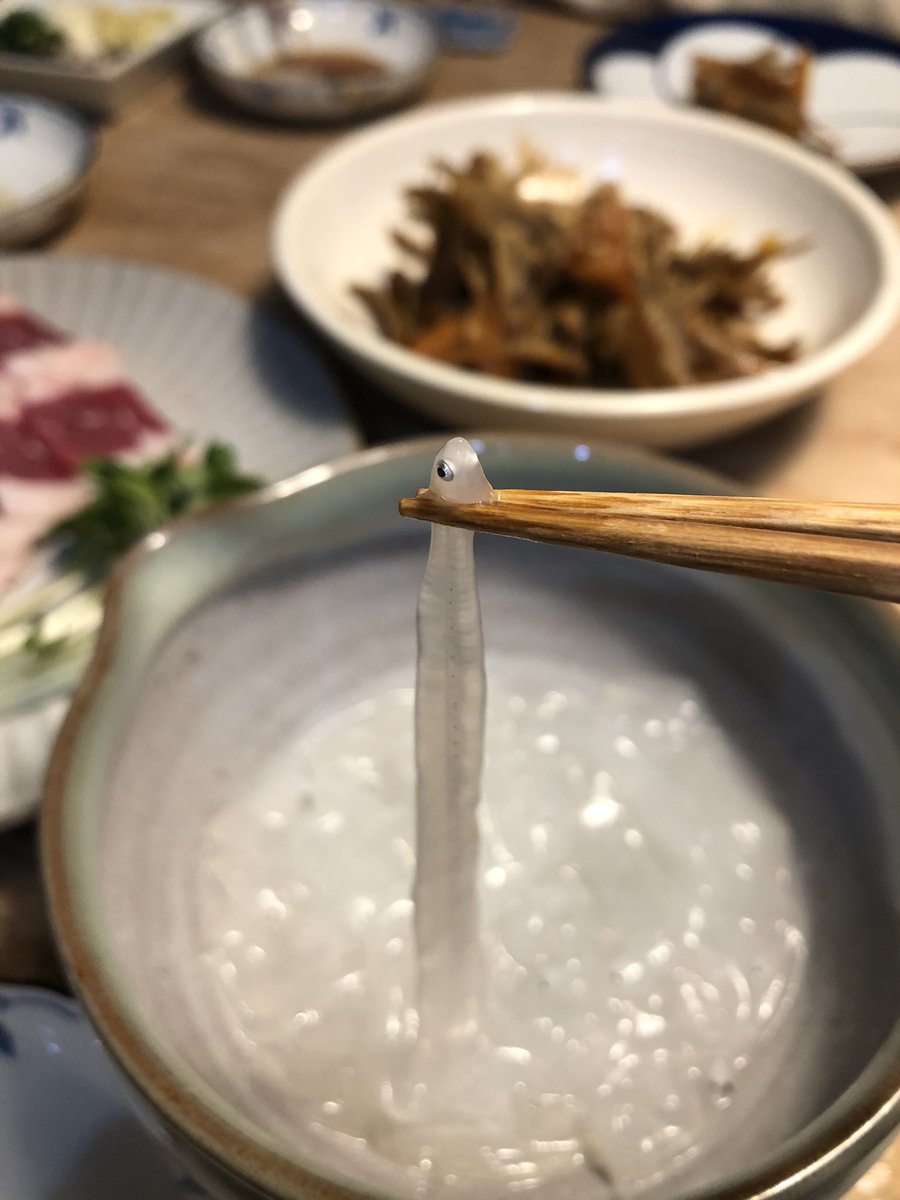 アナゴの稚魚 アナゴの稚魚