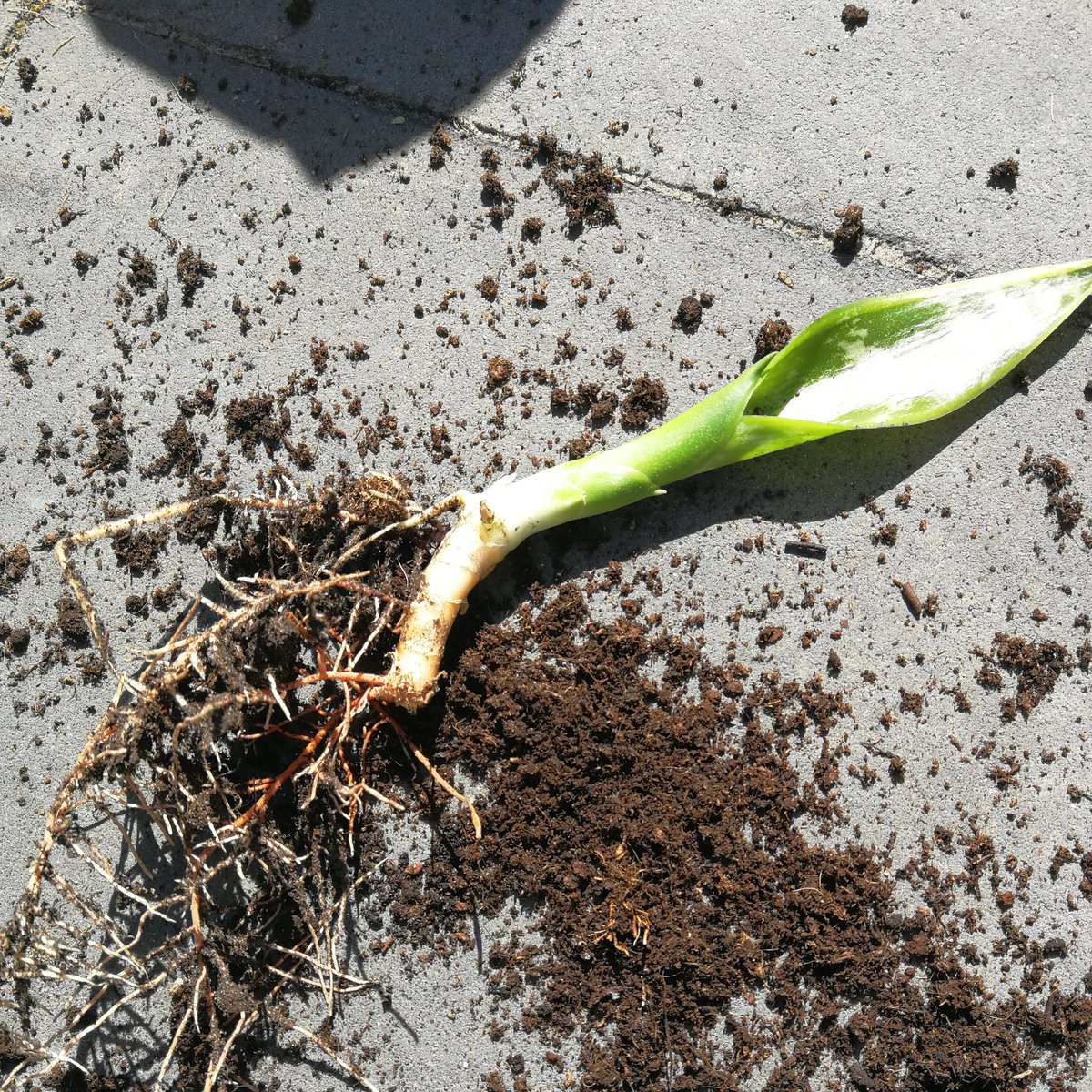 Vergeet ook je #kamerplanten niet in deze periode. Je hebt nu tijd genoeg om te ontdekken of ze toe zijn aan een grotere pot of wellicht zie je een verdwaalde uitloper die je kunt #stekken zoals deze #sansiveria