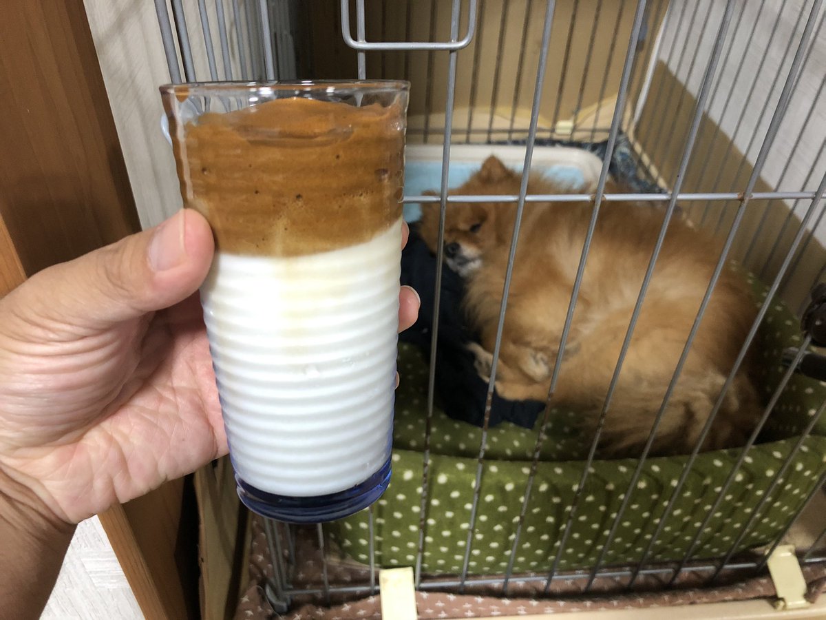 タルゴナコーヒー作ったけど、
はんぺんは興味ないみたい

(●´ω｀●)ww