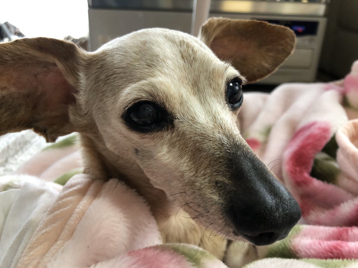 Igapon 寛骨臼骨折 坐骨神経痛リハビリ中 確かに似てるー ムーミンのキャラ