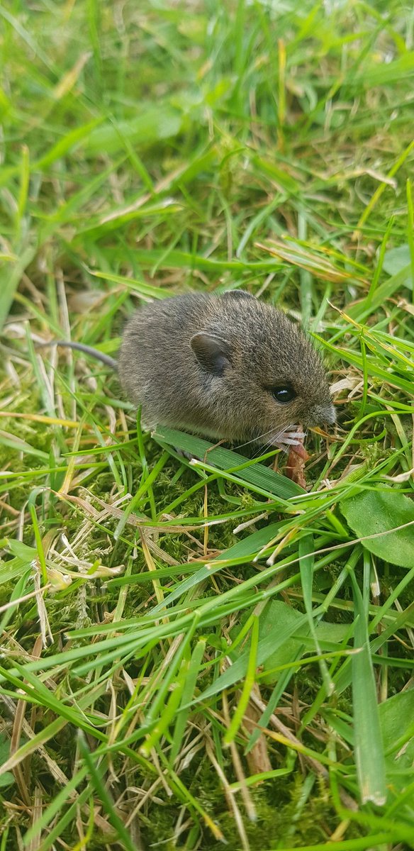 Happy Easter weekend. I've spent a few minutes sat with this little man Harold, whilst gardening. @ChrisGPackham @OwainWynEvans @ChrisJCoates @BBCSpringwatch @BBCNWT @BBCBreakfast @lizbonnin @michaelastracha @wildlife_uk @Lancswildlife