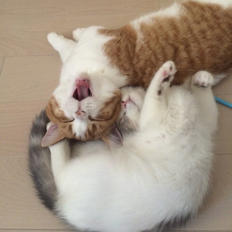 taegi as cats        ↳ a short but very            devastating thread