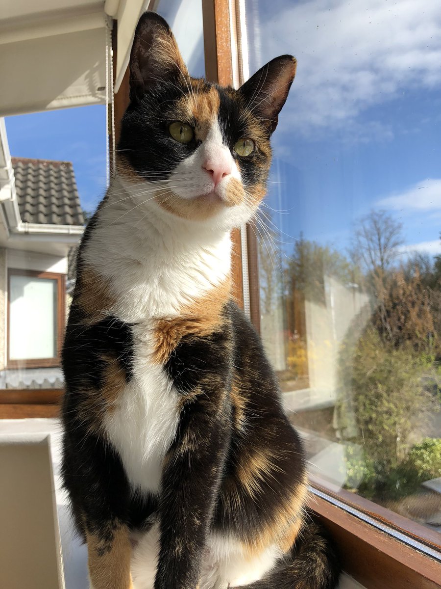 Coffee the cat loves the bedroom window sill, she can see her whole kingdom from here   #Caturday