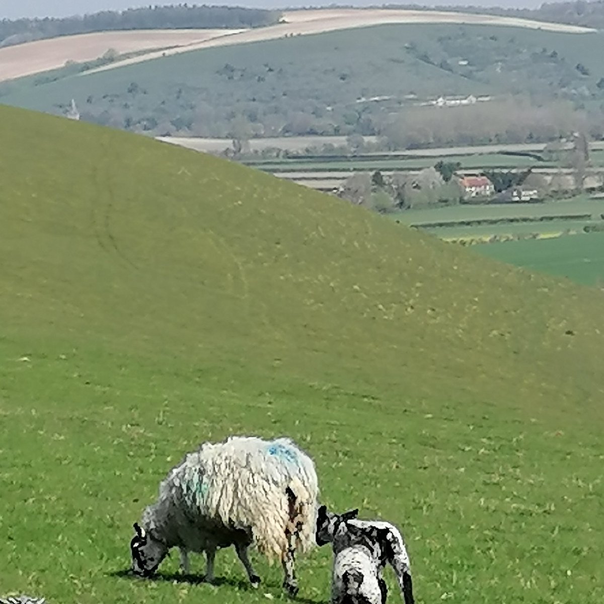 clvonasmith's tweet photo. Gorgeous views of the Southdowns today #oldwinchesrthill #hampshire #southdownsnationalpark @GreenHampshire @HampshireLife @CPRE_Hampshire
East Meon school in the distance https://t.co/A7wCAljTTn