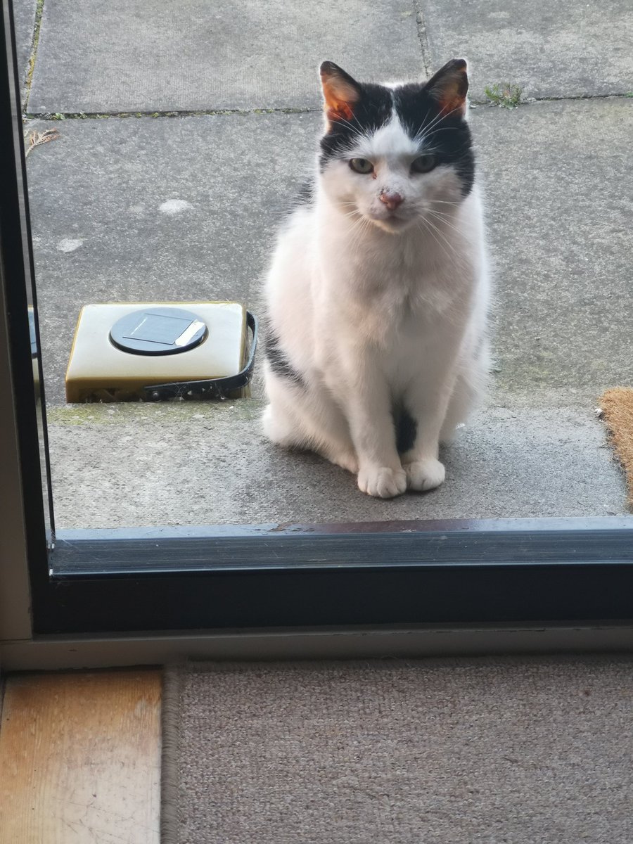 weswee37's tweet photo. Good afternoon madam, do you have a moment to talk about Jesus? #Caturday https://t.co/t2WETAxmX1