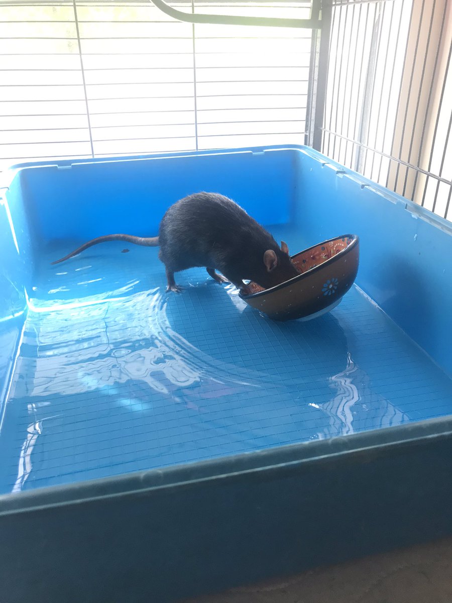 _solidaRATy's tweet photo. Today was too hot so our humans made us a paddling pool with a special treat of frozen peas! https://t.co/asjMBnCODP