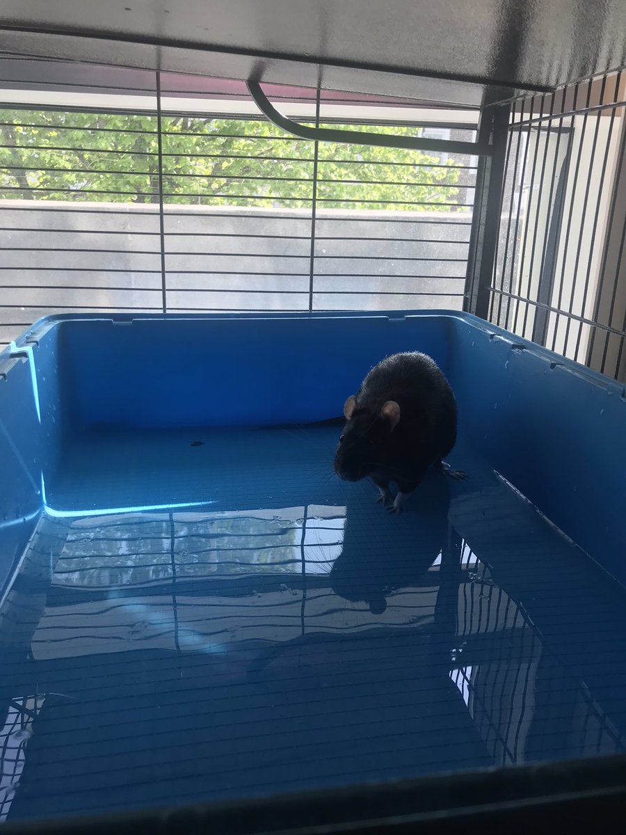 _solidaRATy's tweet photo. Today was too hot so our humans made us a paddling pool with a special treat of frozen peas! https://t.co/asjMBnCODP