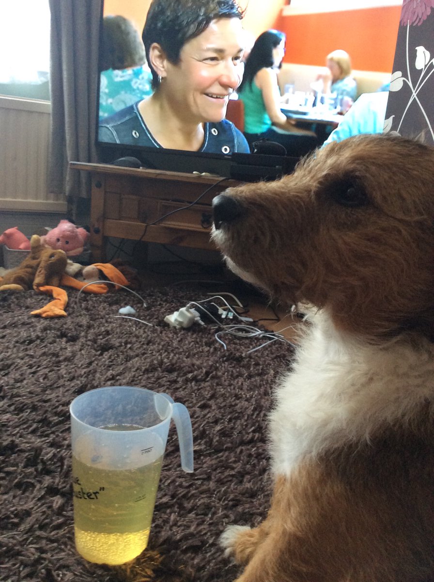 tara_reading's tweet photo. Brucey is pretending he’s at playoffs too 😂🍺 https://t.co/cNZjtkXMjM