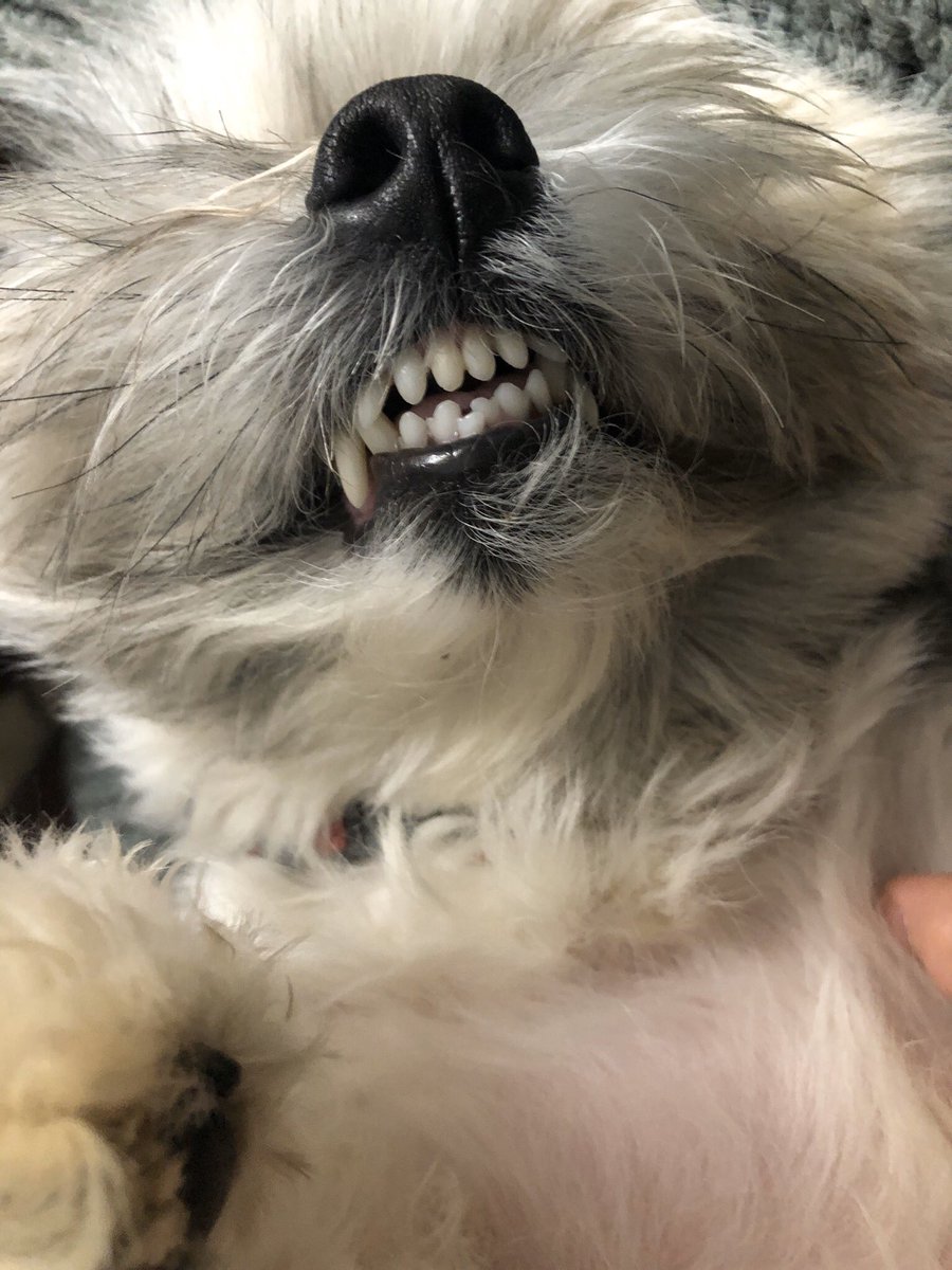 lgrace2's tweet photo. @mydogiscutest @humorandanimals Oakley agrees https://t.co/2KFUjOT1Hy