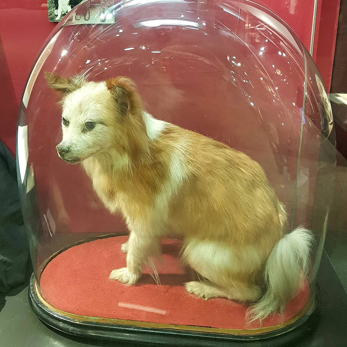 Jacko is our resident self isolation champ! You may notice he lives inside a glass dome in our display cabinet. This is to protect both him and us! It stops insects nestling in Jacko's fur and protects us from the chemicals used in taxidermy, which can include arsenic!