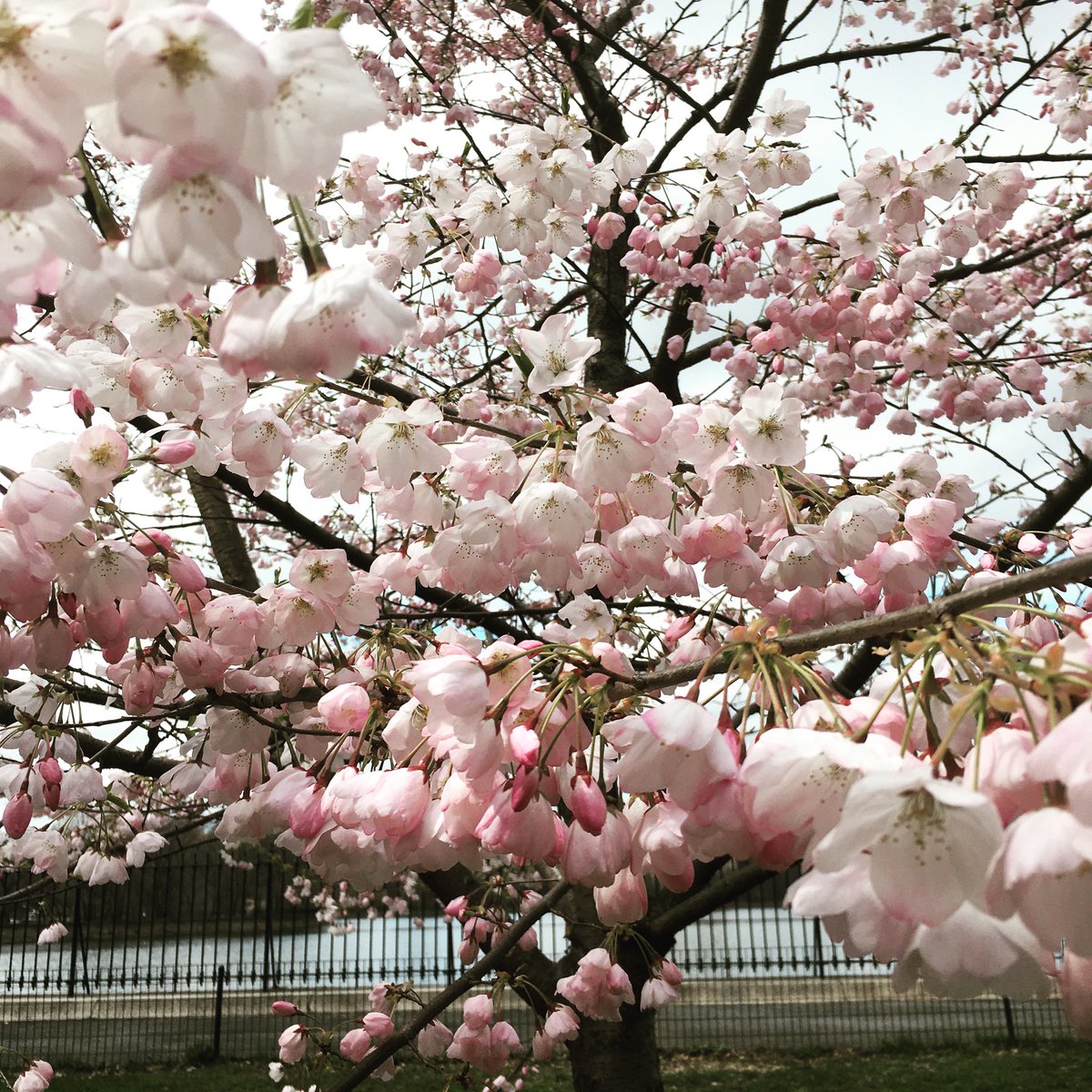 SaintDavidsNYC's tweet photo. 🌷This Holiday weekend, as the beauty of Central Park reminds us, let us be comforted by the certainty that spring always follows winter. Our Saint David’s community remains resilient and united. Happy Easter - be well, and we will see you Tuesday 😊 https://t.co/l2gjPbpHkJ