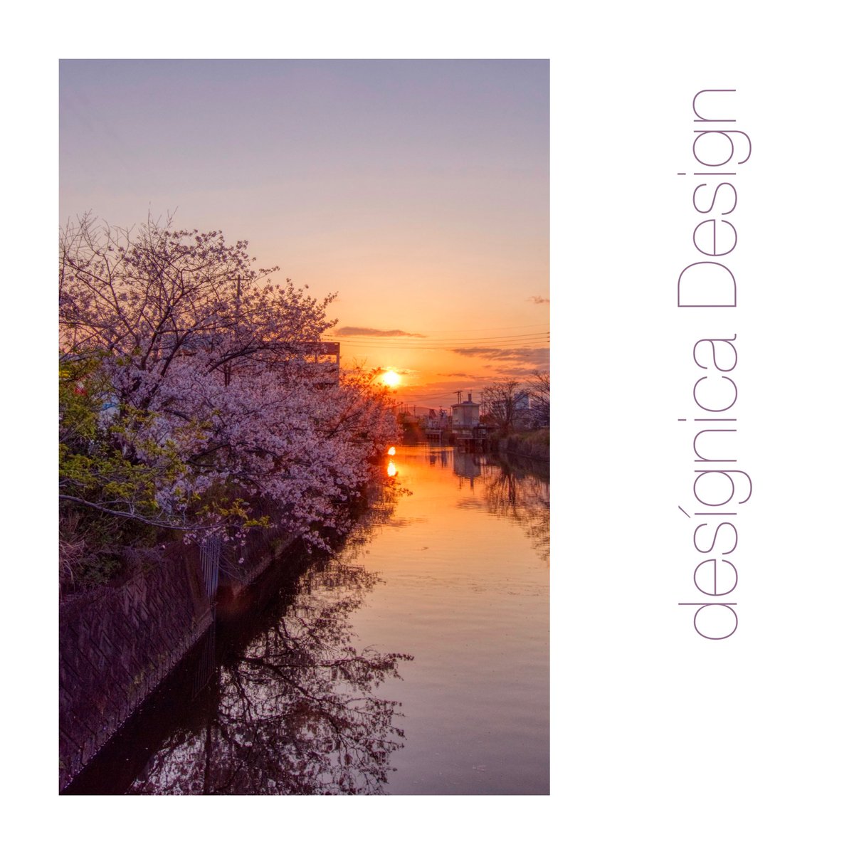 tadasuke's tweet photo. 【夕花】

#桜 #桜色 #さくら #🌸 #花 #春 #夕景 #夕陽 #夕日 #日暮れ #夕方 #夕焼け #川 #春はいつもの #cherryblossom #cherryblossoms #evening #sunset #sunsetburn #sunsetglow #eveningglow #river #reflection #riverreflection #takamatsu #kasugagawa #kotoden #pentax https://t.co/DNkPwuCn03