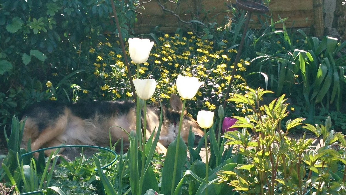 DogMungo's tweet photo. Having an alfresco kip in spring camouflage mode. https://t.co/pNJTBsWQgm