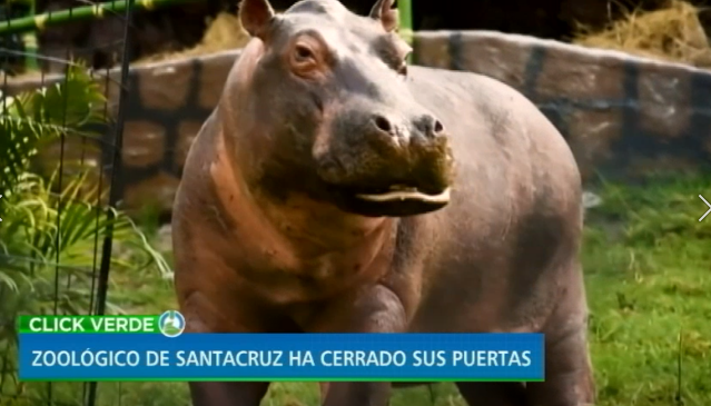 clicverdentn24's tweet photo. El @zoosantacruz ha tenido que cerrar sus puertas al público, ahora esperan donaciones para poder mantener a los más de 800 animales que allí viven. 
#EnVivoClickVerde 
Señal en vivo: https://t.co/oIjPU7aA5v https://t.co/lBZeEAhd8J