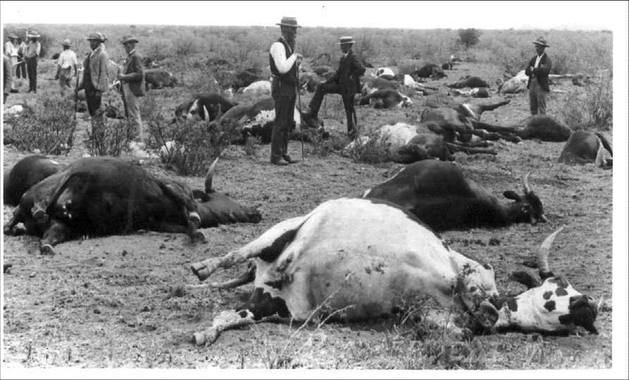 New lockdown hobby: perusing the  #envhist of pandemics. In honour of Passover, first up is Rinderpest—likely one of the 10 biblical plagues. This nasty little pathogen killed huge numbers of cattle, buffalo, and other cloven-hoofers across Asia, Africa and Europe  #10plagues (1/n)