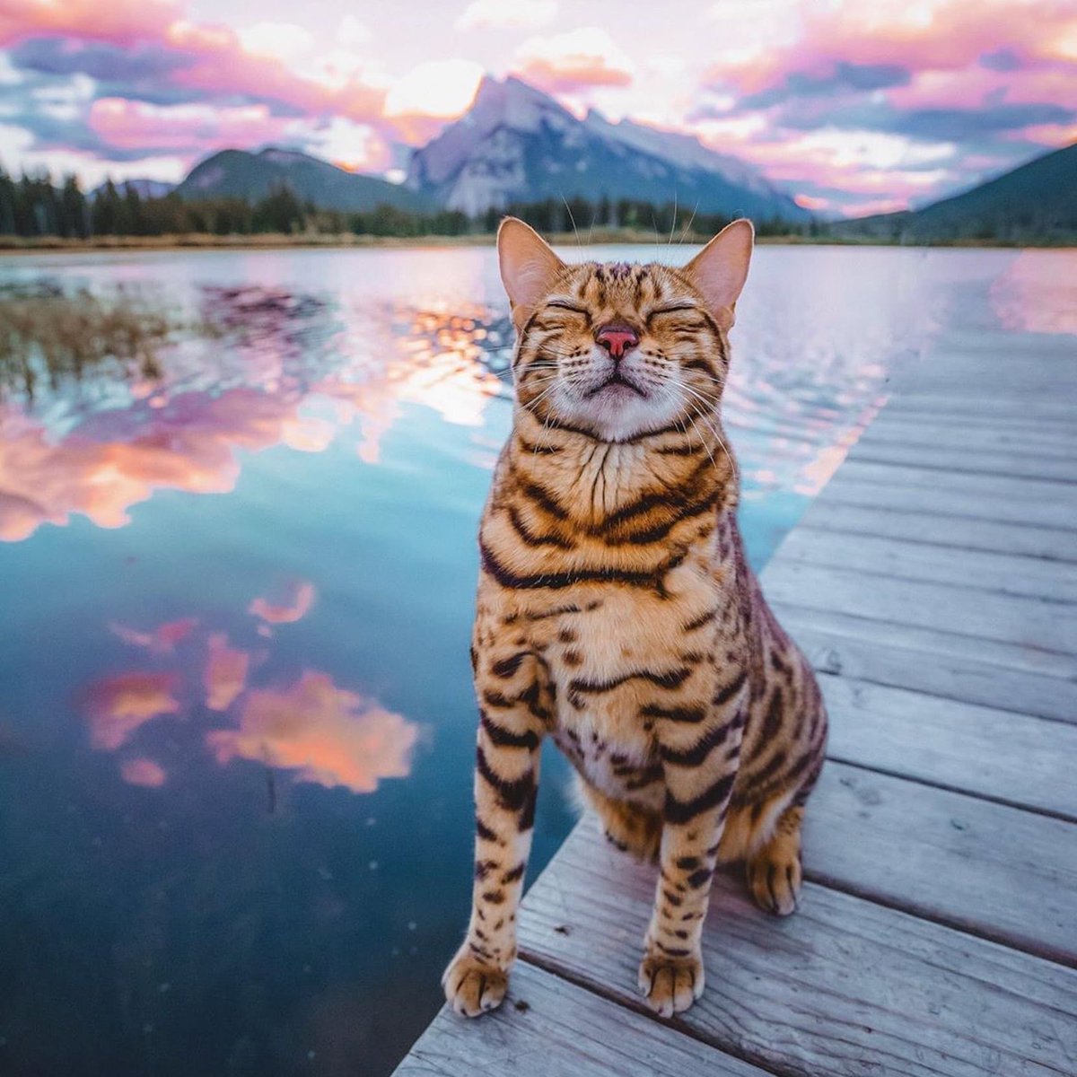 Cool cat