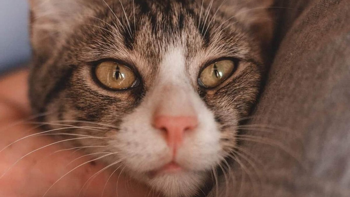 KyivTails's tweet photo. #OurMission: 
help cats and dogs in need through treatment, spay/neuter, sheltering, socialization, adoption, changing society’s mind about homeless animals
#charity #animalrescue #kyivtails https://t.co/Gvehua8JRg