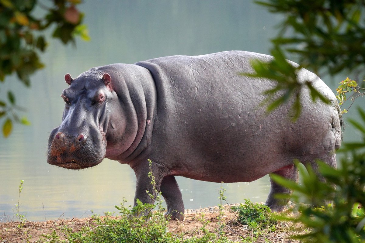 ..Lebih menarik adalah penemuan fosil gajah yang lebih besar berbanding gajah Afrika.Tak kurang menakjubkan adalah penemuan bukti wujudnya badak air. Ini menggambarkan betapa banyaknya air kerana haiwan ini tidak boleh hidup dalam suasana kering dan gersang."