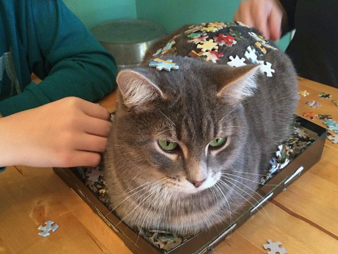 9GAG's tweet photo. Just helping their hoomans to solve purr-zzles
@MeowedOfficial https://t.co/Yp1LjbmkCm