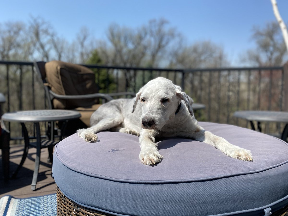 Stu_Depue's tweet photo. I call myself “The sunning sheepy” https://t.co/inFMLrqkBq