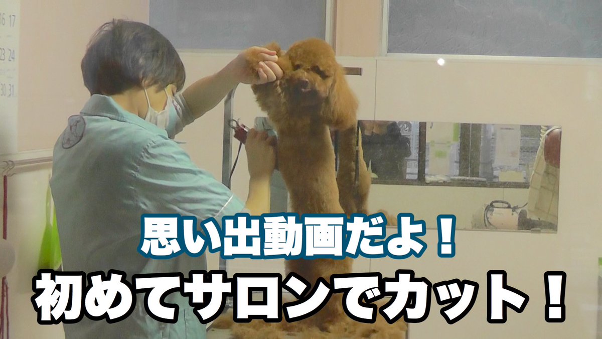 トイプードルぷー tweet media