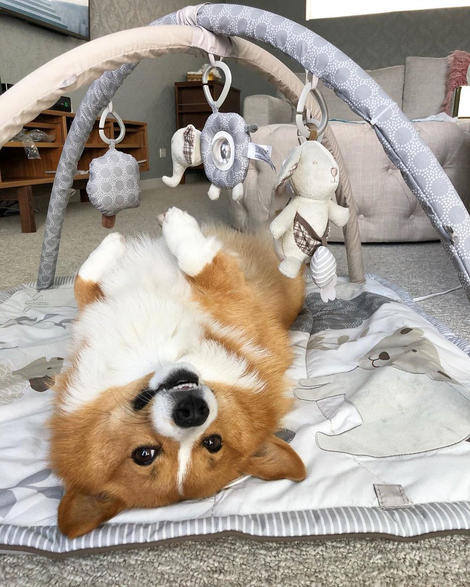 woofial's tweet photo. Mom said I need to go to gym. So here I am at baby gym, pretending I am going to lose some weight. Am I smart? 😬

📸: IG ruby_thecorgi

#corgi #corgination #corgipuppy #corgilove #dog #corgilife #corgis  #puppy #pembrokewelshcorgi #corgiworld #corgibutt #welshcorgi #cute https://t.co/G3Nl5IC6G6
