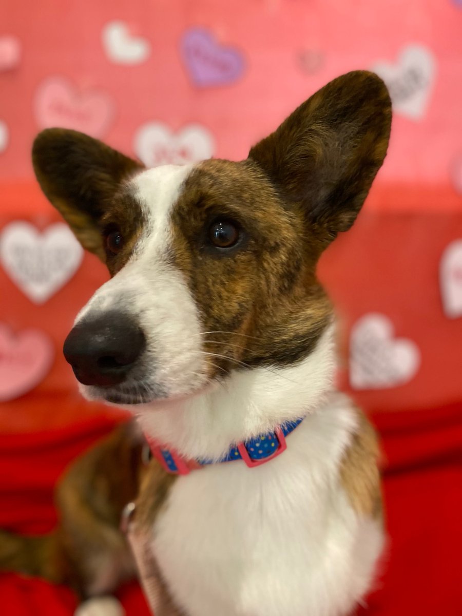 RetroBearDE's tweet photo. Thanks to Danielle, a member at our Cooper City location, for sharing these adorable photos of her pup, Lady. Her favorite thing about her fur baby is that she’s feisty, just like mom. #NationalPetDay https://t.co/PiNs54CBF3