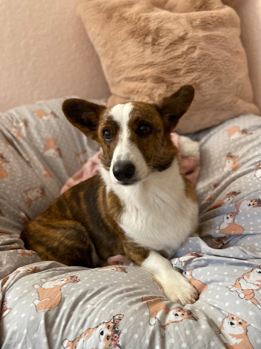 MoorestownRF's tweet photo. Thanks to Danielle, a member at our Cooper City location, for sharing these adorable photos of her pup, Lady. Her favorite thing about her fur baby is that she’s feisty, just like mom. #NationalPetDay https://t.co/7bXbrstVjt