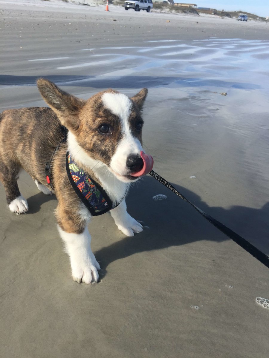 MoorestownRF's tweet photo. Thanks to Danielle, a member at our Cooper City location, for sharing these adorable photos of her pup, Lady. Her favorite thing about her fur baby is that she’s feisty, just like mom. #NationalPetDay https://t.co/7bXbrstVjt