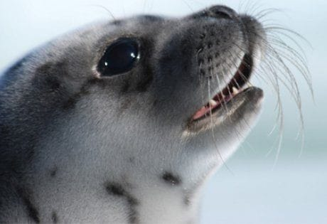 OceanicRescue's tweet photo. Good news! #SealFest Has Been Postponed! #SealHunt
PLEASE.. send emails to: Romy Vaugeois
Email: romy@sealsandsealing.net voicing your anger over these vile, and senseless hunts!
Read more here: https://t.co/n9ldbTnYSG https://t.co/PefnhSL56v