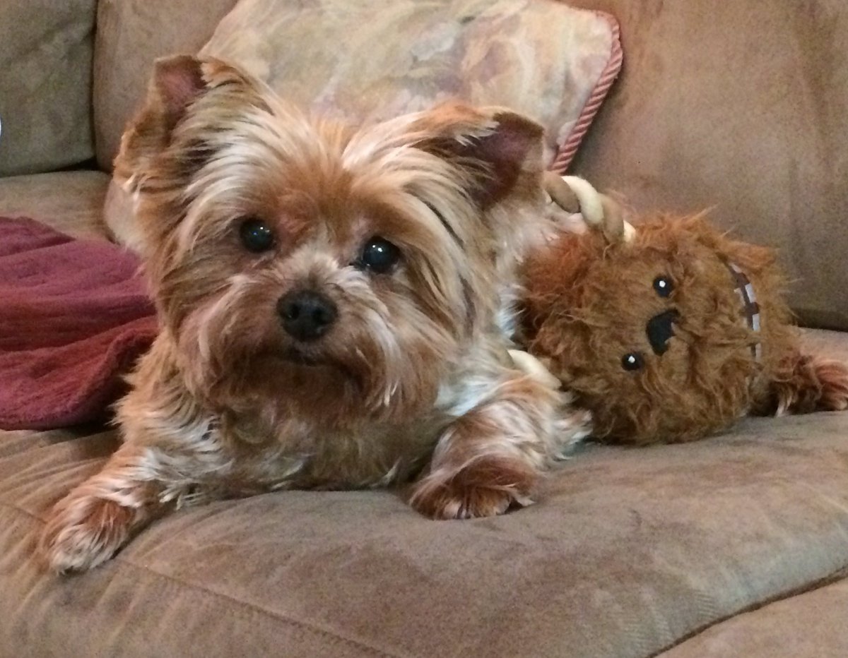 Chewy Yorkie tweet media