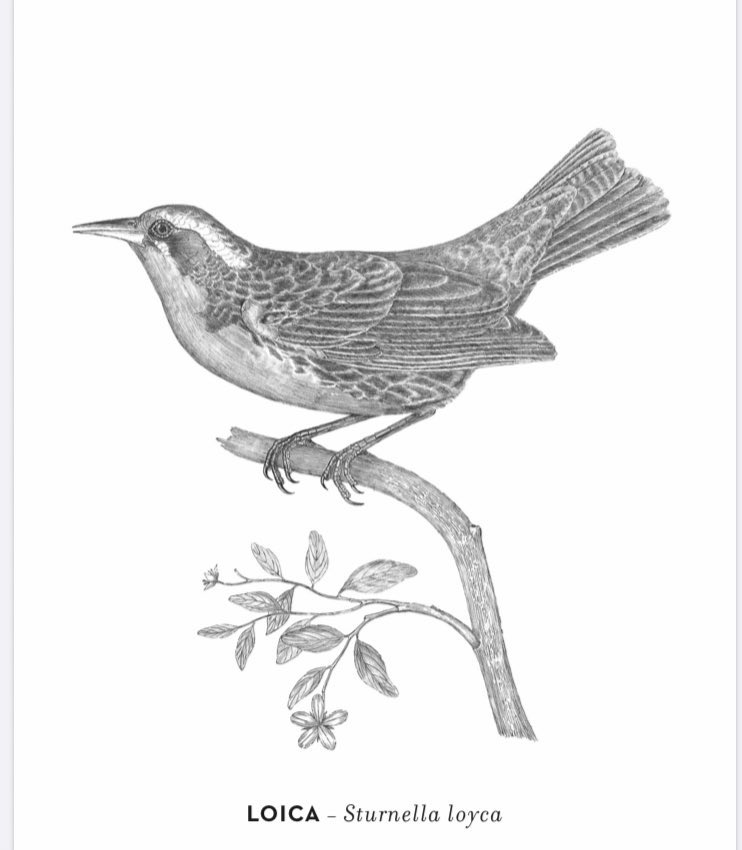 culturas_cl's tweet photo. Descarga #gratis nuestro bloc "Pinta y Calca Aves Chilenas" . 🦅🕊El álbum recopila las bellísimas ilustraciones de #ClaudioGay que realizó en su misión científica hace 201 años.
https://t.co/GJHpHZwyRf
#EligeCulturaEnCasa https://t.co/WJXn6juZpS