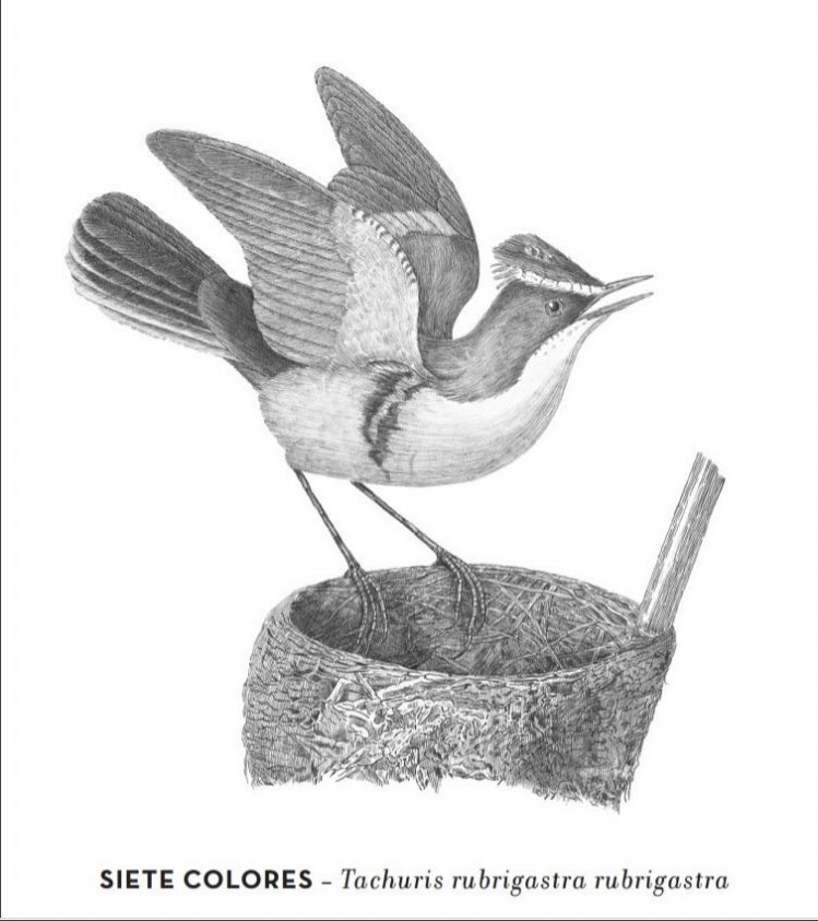 culturas_cl's tweet photo. Descarga #gratis nuestro bloc "Pinta y Calca Aves Chilenas" . 🦅🕊El álbum recopila las bellísimas ilustraciones de #ClaudioGay que realizó en su misión científica hace 201 años.
https://t.co/GJHpHZwyRf
#EligeCulturaEnCasa https://t.co/WJXn6juZpS