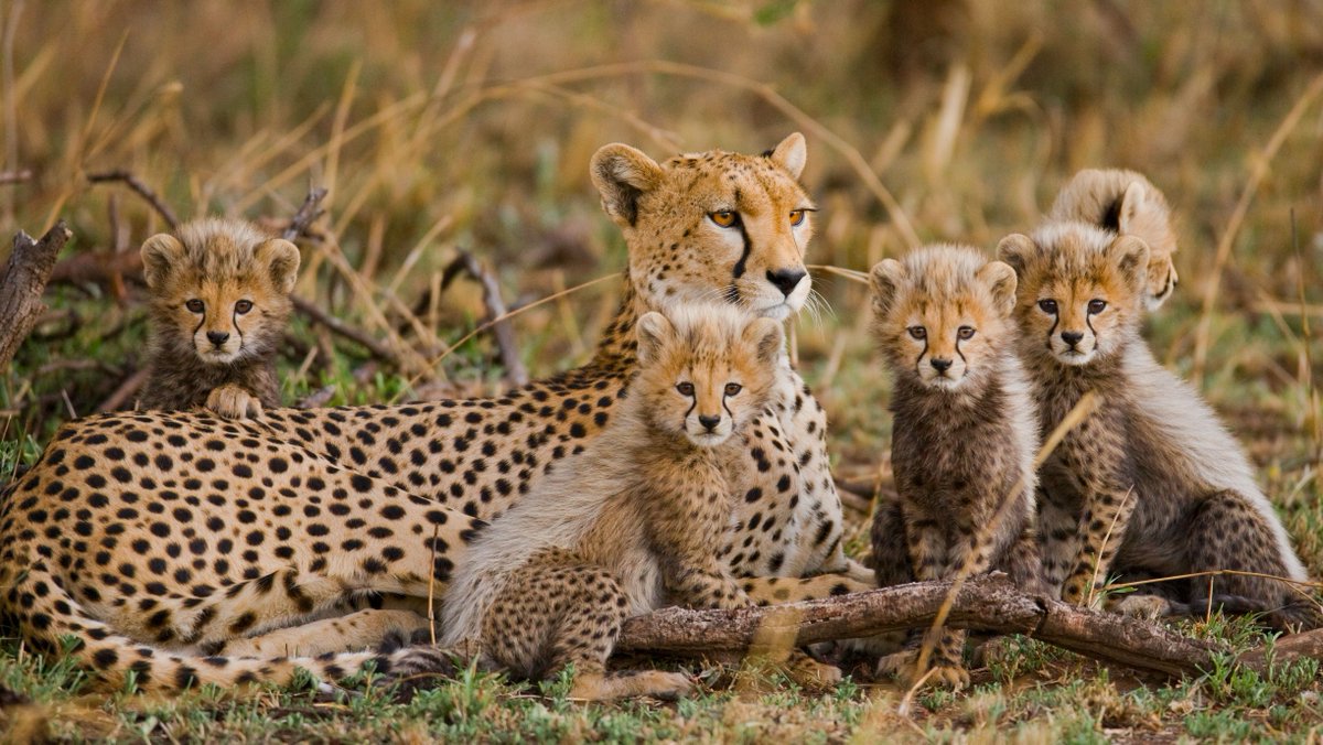 Cheetah cubs have mohawk-like hair called a mantle!